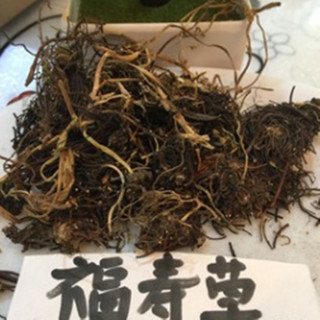 中药材 福寿草 别称:献岁菊 长春菊 冰凉花 侧金盏花 500克 统