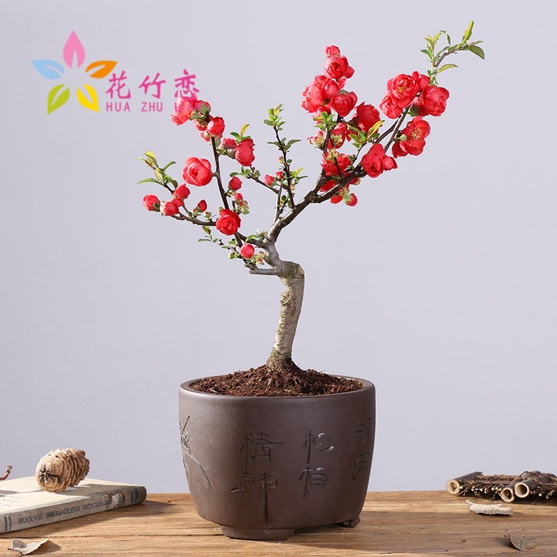 长寿冠海棠盆栽盆景梅花树桩重瓣红花海棠花红梅树苗耐寒植物 不含盆