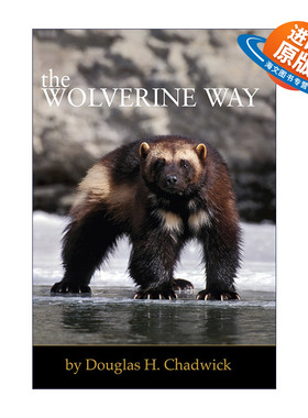 英文原版 The Wolverine Way 貂熊之路 全球变暖 野生动物保护 Douglas H. Chadwick 英文版 进口英语原版书籍