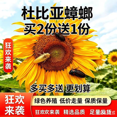 杜比亚蟑螂活体鸟类高蛋白饲料
