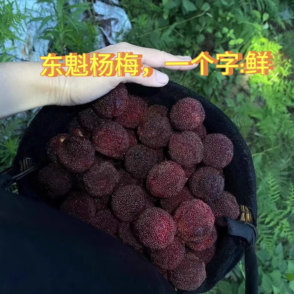 仙居东魁杨梅始祖地发货80颗 送礼礼盒精品杨梅鲜果 顺丰包邮