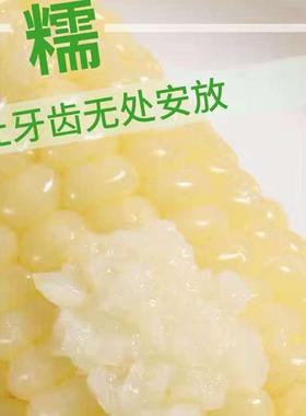 2025年东北黄糯玉米300克大棒黑土新鲜黄糯玉米软糯非即食玉米