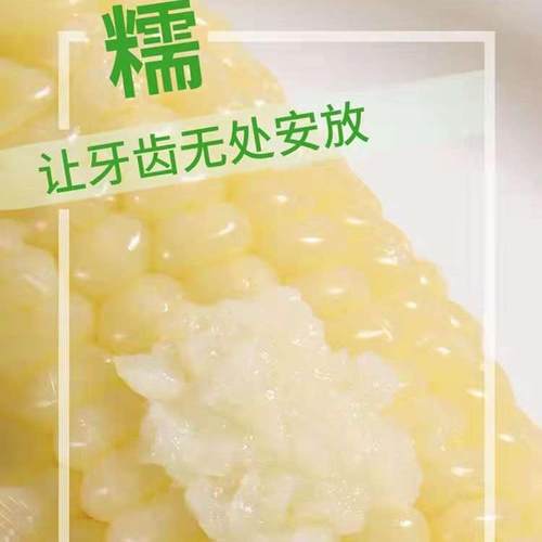 2025年东北黄糯玉米300克大棒黑土新鲜黄糯玉米软糯非即食玉米