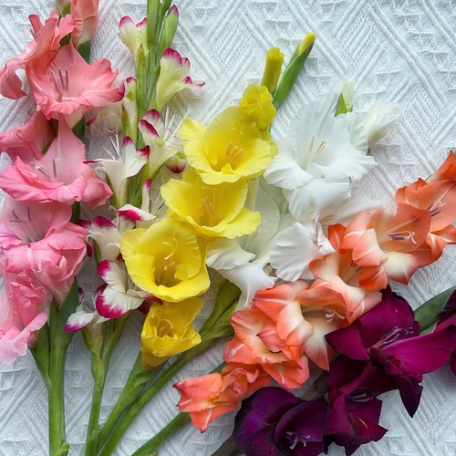 【剑兰合集】 夏日的爆花神器云南基地直发鲜切花