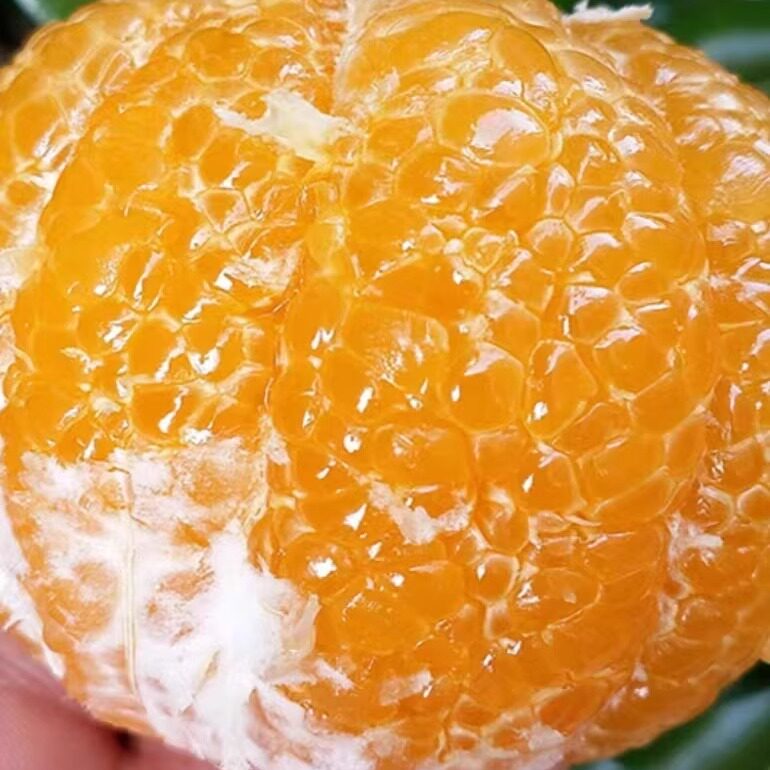 胡柚现货西柚果园葡萄柚甜柚5斤包邮老树酸甜清凉多汁农家基地