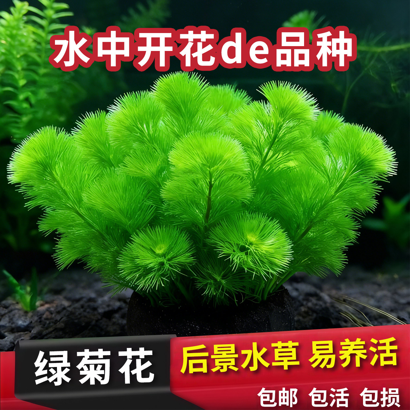 绿菊真水草新手好养中后景坨草鱼缸造景装饰淡水阴性净水增氧植物
