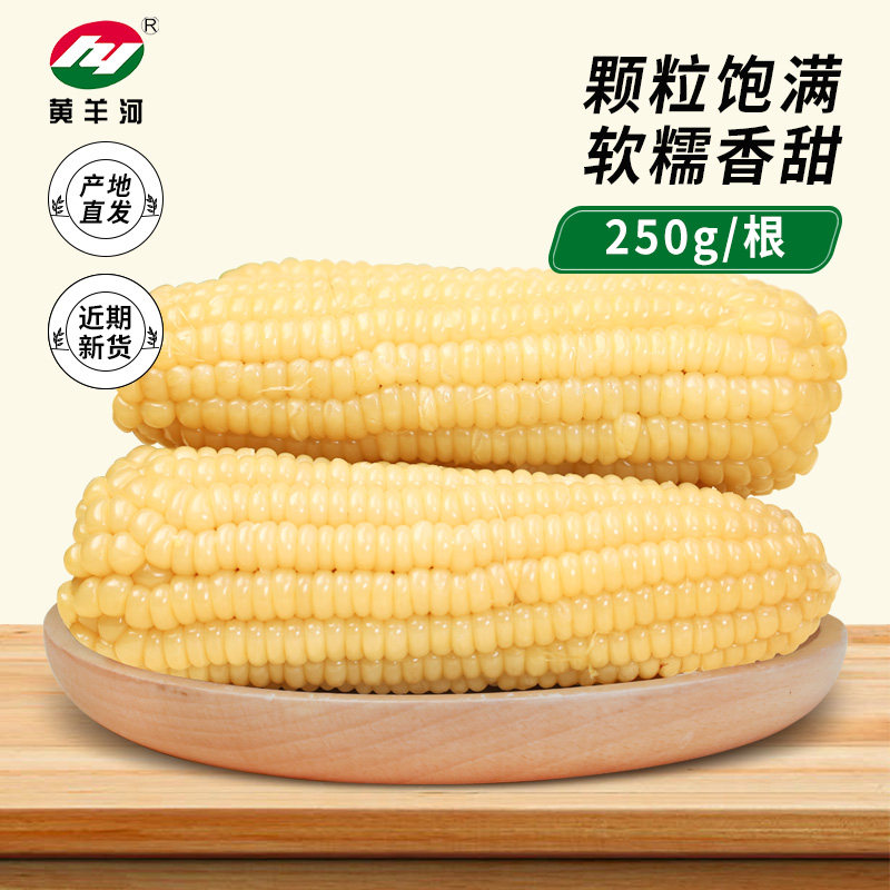 甘肃黄羊河白糯玉米一根尝鲜装250g玉米棒软糯苞米加热速食苞谷