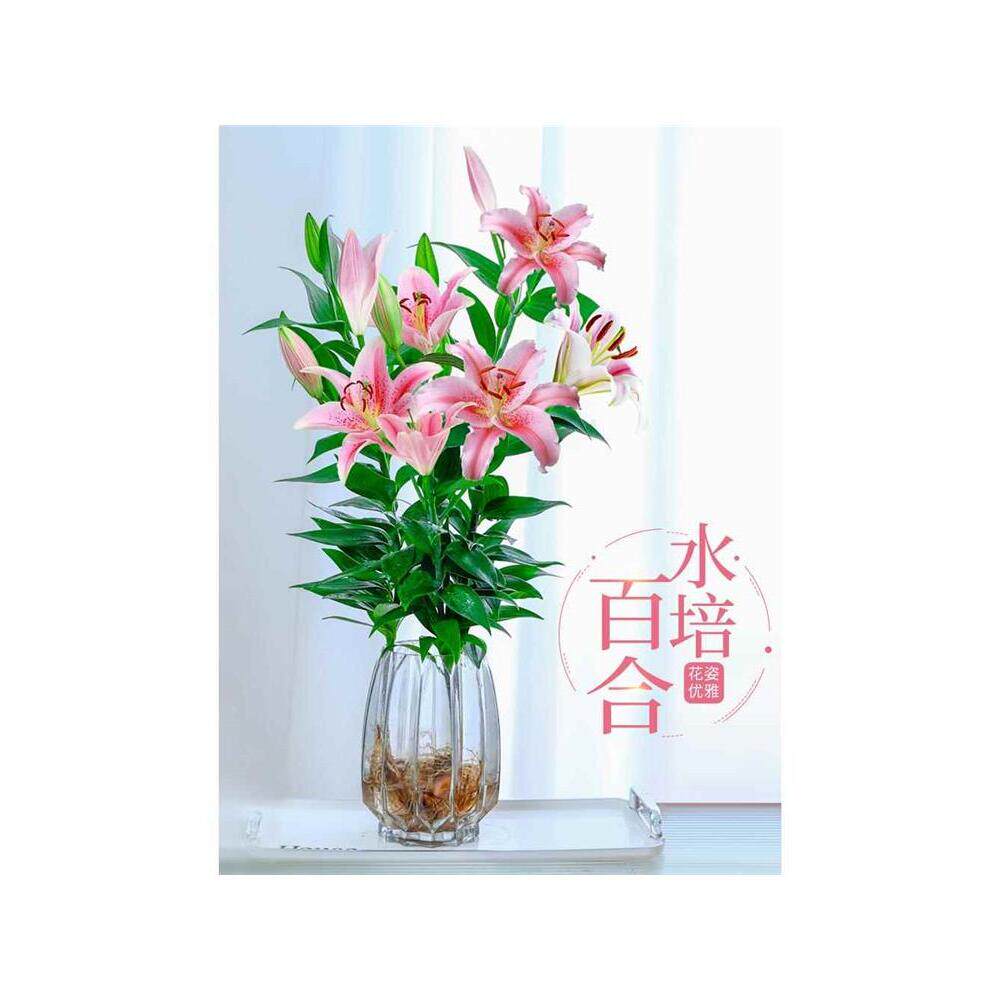 水培植物香水百合树盆栽带花苞室