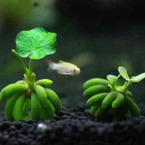 阴性水草无co2 阴性水草无co2