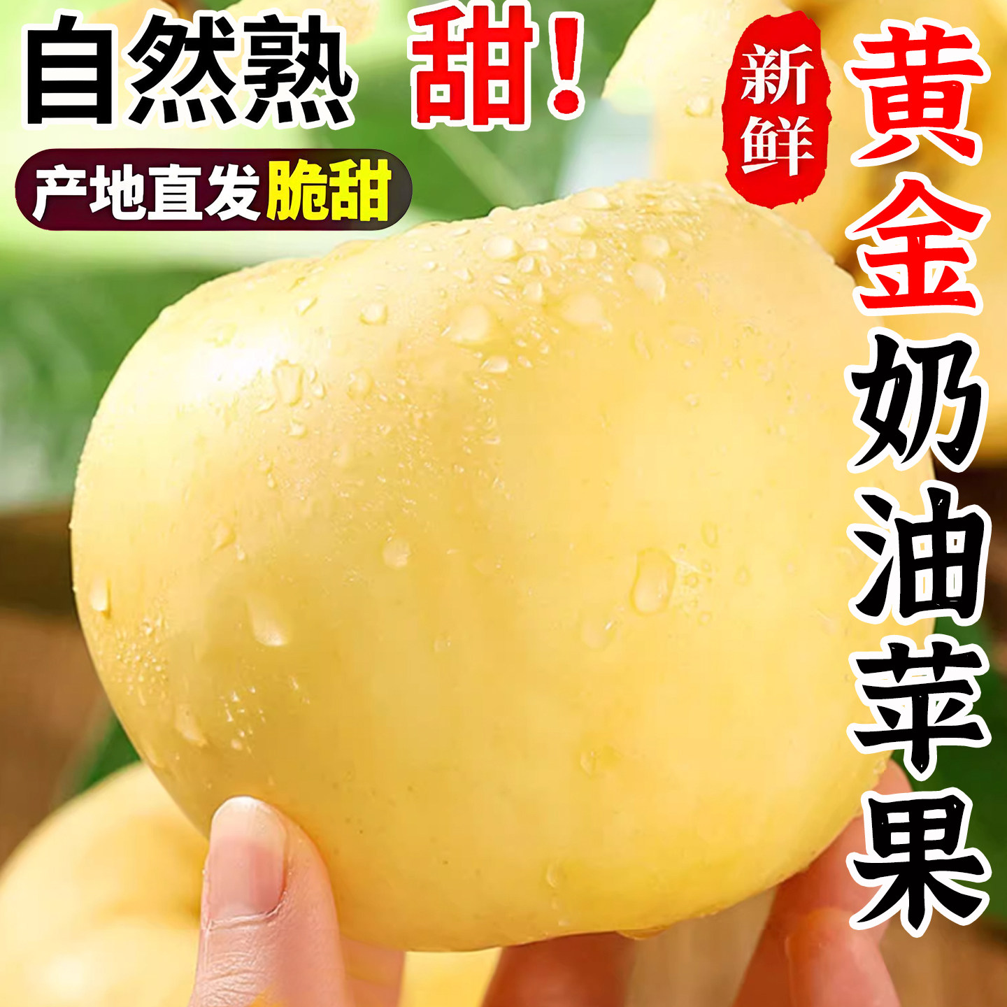 山东烟台奶油富士苹果脆甜现摘图片