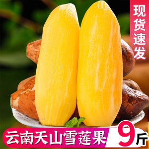 天山雪莲果10斤水果新鲜应当季云南孕妇特级红心雪连果整箱级包邮