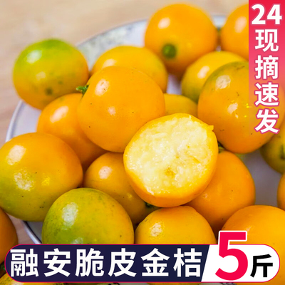 广西融安金桔橘子当季时令新鲜