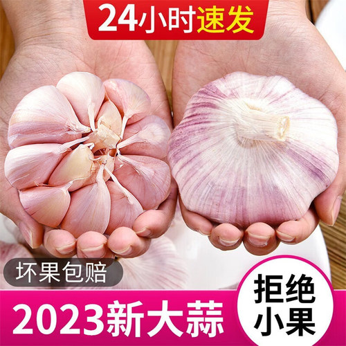 大蒜头新干蒜头农家紫红皮大蒜