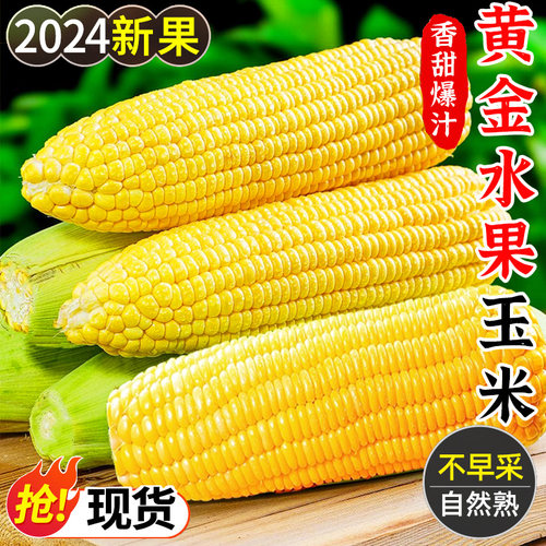 水果玉米新鲜金银水果玉米
