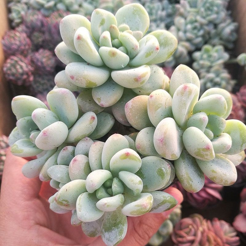 百合丽丽带c香味带香味百合莉莉多肉植物百何莉莉多头群生大株老