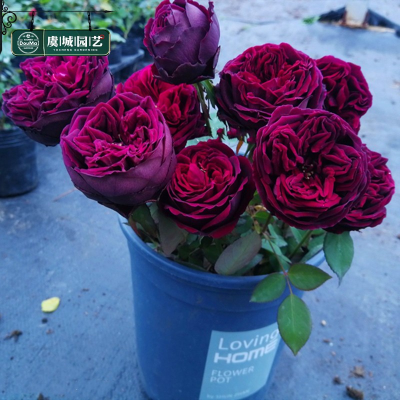 小苗虞城园f艺 灌木月季 皇宫 紫红色浓香大花不垂头四季开花耐