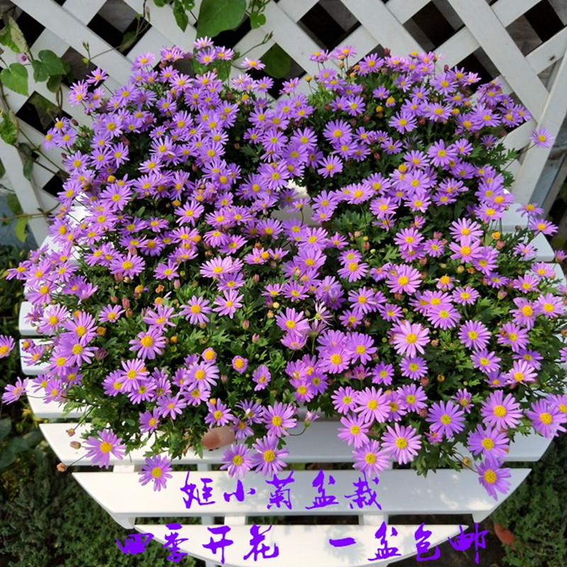 姬小菊盆栽带f花苞阳台庭院花卉紫罗兰多年生玛格丽特花苗四季菊