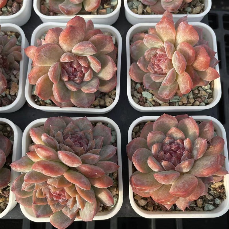 慢悠花草莓啵啵精品多肉G办公室阳台绿植园艺盆