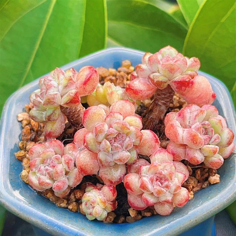 慢悠花房萌豆精品多肉q办公室阳台绿植园艺盆栽花卉庭院多肉植物