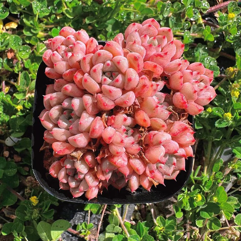 慢悠花房可爱泡i泡精品多肉办公室阳台绿植园艺盆栽花卉庭院多肉