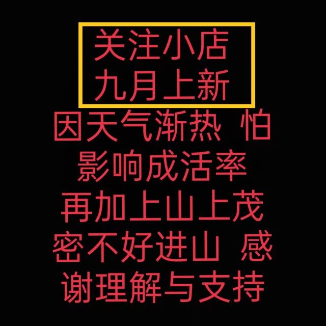 山木香砧木老桩嫁接月季玫瑰蔷薇O盆景庭院园艺绿植