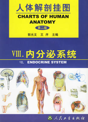 人体解剖挂图—─内分泌系统（4幅） 郭光文 人民卫生出版社