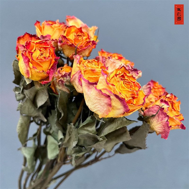 滴胶制品黛安娜玫瑰永生花干花大头玫瑰伴手礼干花iy材料包花材