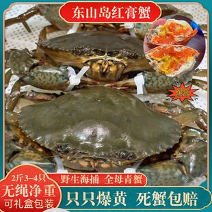 超大野生青蟹1斤1只福建东山岛海捕红膏蟹红鲟螃蟹猷蠓海鲜黄油