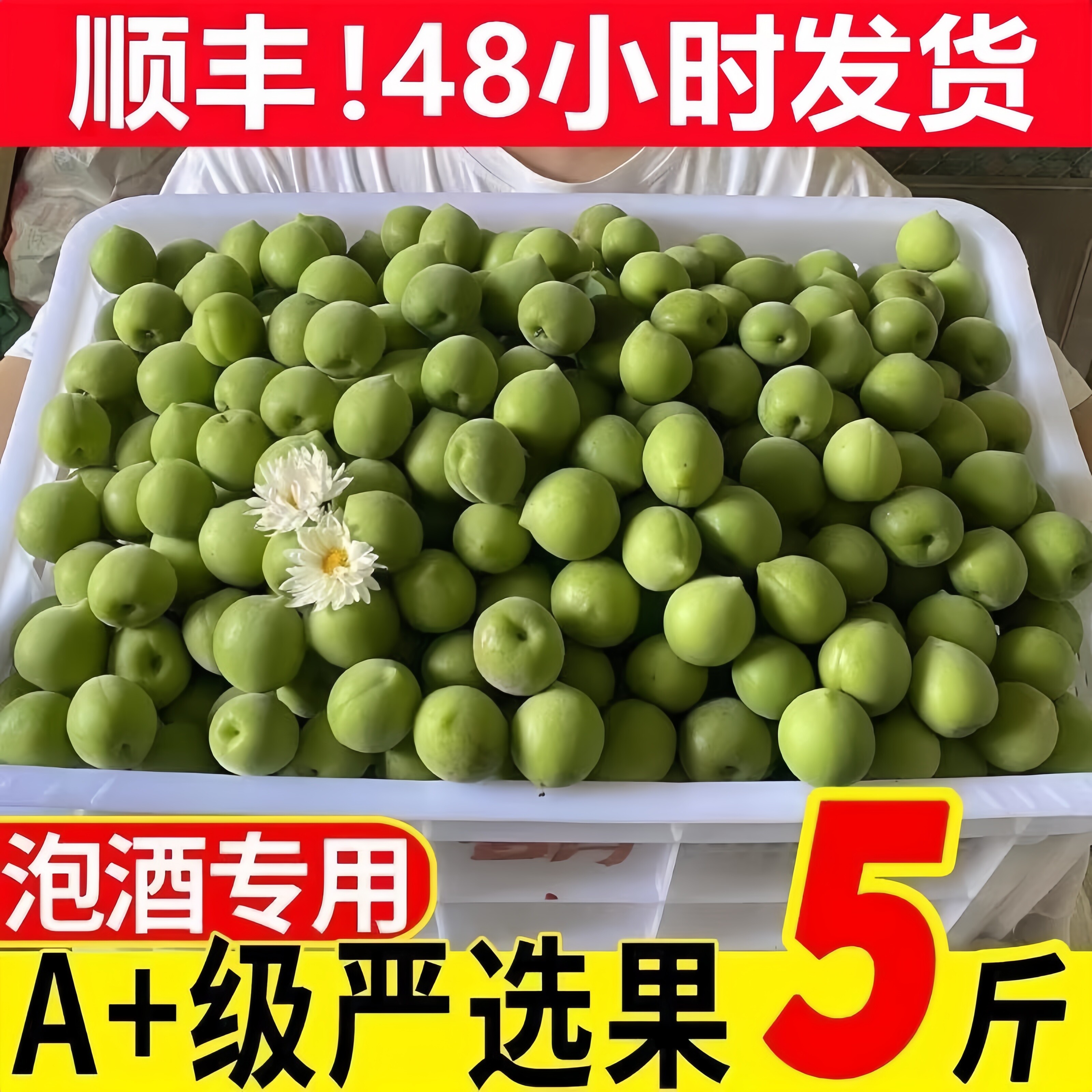 【顺丰】2026新鲜青梅果子酸脆泡酒专用生酵素非诏安当季新鲜水果