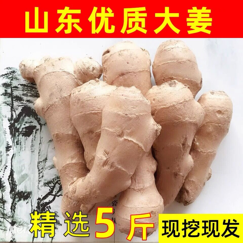 山东窖藏大黄姜5斤新鲜生姜老姜沙姜月子姜农家现挖带泥当季蔬菜
