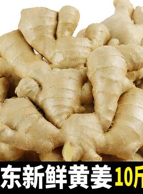 山东安丘10斤大姜生姜新鲜黄姜老姜母风干月子姜整块非小黄姜包邮