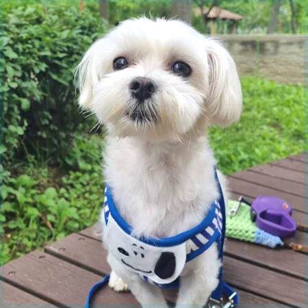 创意可爱狗狗牵引绳宠物猫咪胸包背饰品小型犬外出胸背带遛狗厂家