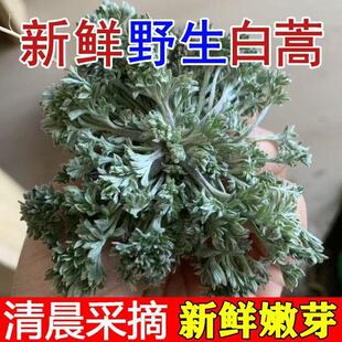 秦岭野生茵陈白蒿勃勃蒿农家野菜现挖新鲜茵陈蒿嫩芽人工挑选头茬