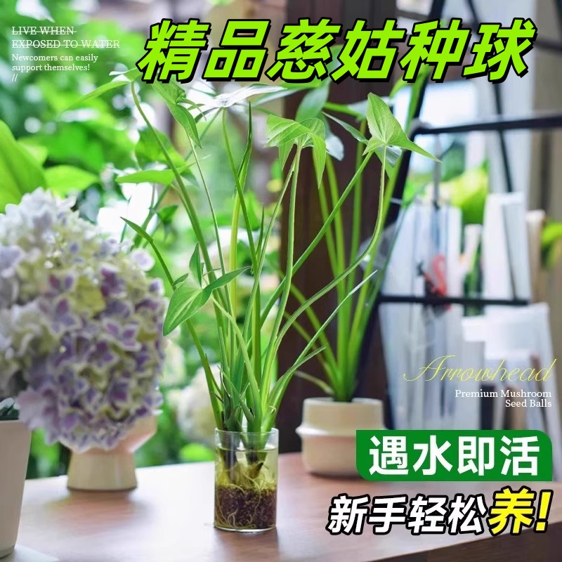 水生植物慈姑种苗茨菇种球慈菇水培茨菰阳台净化水质鱼缸造景水草
