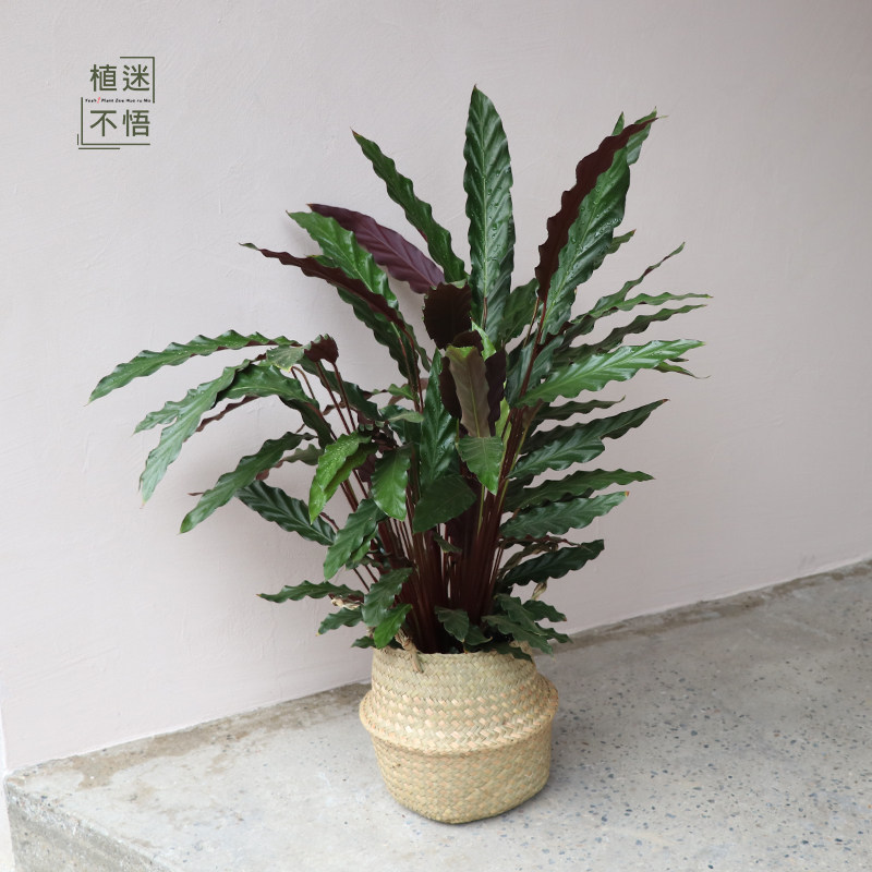 紫背竹芋植物盆栽室内耐阴好养桌面中小型彩叶绿植花卉净化空气