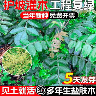 盐肤木种子护坡灌木种子蜜源树种子五倍子种子花木林木苗木种子