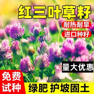 红三叶草种子红花三叶草种籽四季常青绿化白三叶草籽绿肥护坡固土
