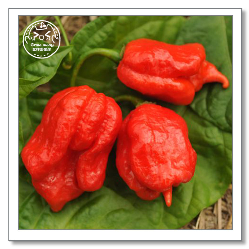 特立尼達加蠍子辣椒種子進口傳家寶超級特辣可留種陽台盆栽蔬菜在類目 鮮花速遞/花卉仿真/綠植園藝, 花卉/蔬果/草坪種子（新）, 家庭園藝種子中 - 來自Buy2taobao.com提供專業的淘寶代購服務