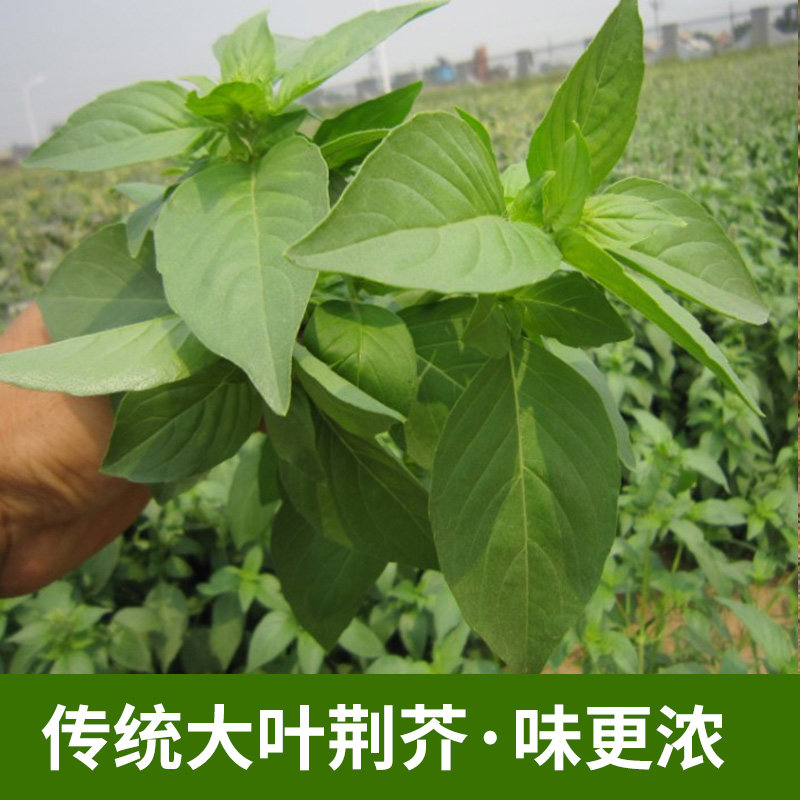 荆芥种子大叶河南罗勒种孑春秋菜籽种大全四季苋菜汉菜种籽野菜种