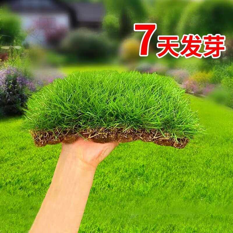 草坪种子草籽四季常青绿化草皮种籽种孑庭院开花种植矮生耐寒易活