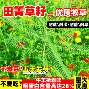 绿肥牧草田箐种子别名碱菁涝豆耐涝耐旱改良盐碱土壤果园固氮种籽