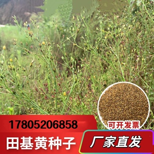 山野药材田基黄种子地耳草黄花草田鸡黄潮汕黄花仔草退黄种子