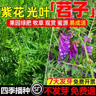 绿肥种籽毛叶苕子种长柔毛野豌豆种子果园光叶紫花苕养蜂蜜源草种