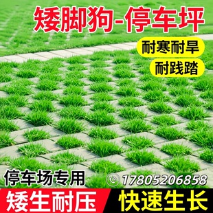 矮脚狗草籽停车场草坪砖草坪种籽公园停车场专用耐寒耐旱耐压种子