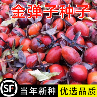 金弹子种子鸡血老鸦柿种子葫芦梨型灯泡型种子珍贵盆栽植物树种子