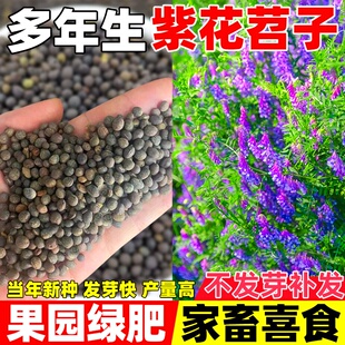 光叶紫花苕种子毛苕子牧草果园绿肥种籽高产箭舌野豌豆多年生草籽