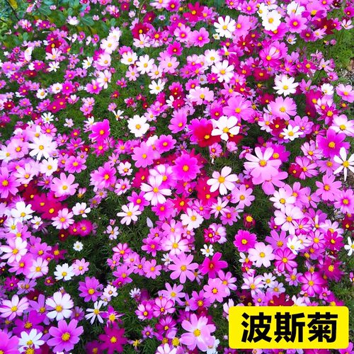 波斯菊种子格桑花种籽子四季开花