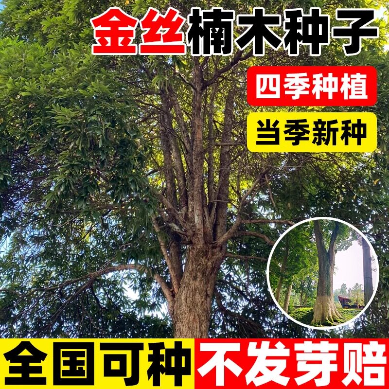 金丝楠木种子小叶紫檀四季种护坡庭院多年生植物新菜金丝楠木种籽