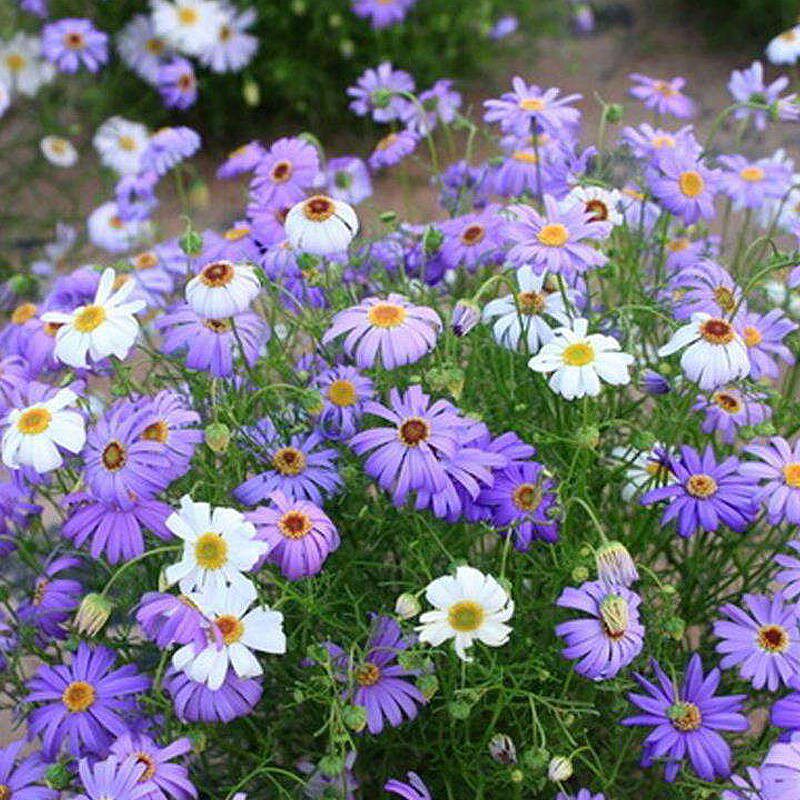 五色菊种子 花草植物 易种庭院室内阳台种盆栽花卉种子 好养 爆花