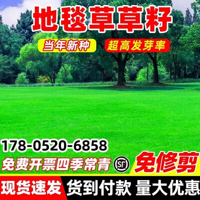高尔夫地毯草种籽四季常青免修剪耐践踏民宿露营公园小区草坪草籽